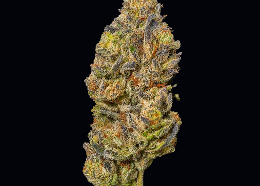 White Truffle | Tier 1